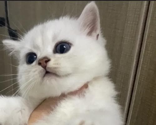 养一只银渐层猫咪需要多少钱？（了解银渐层猫咪的价格和相关费用）