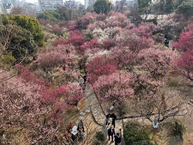 赏梅何须远行？江苏南京古林公园梅花海，等你来探秘春日仙境！