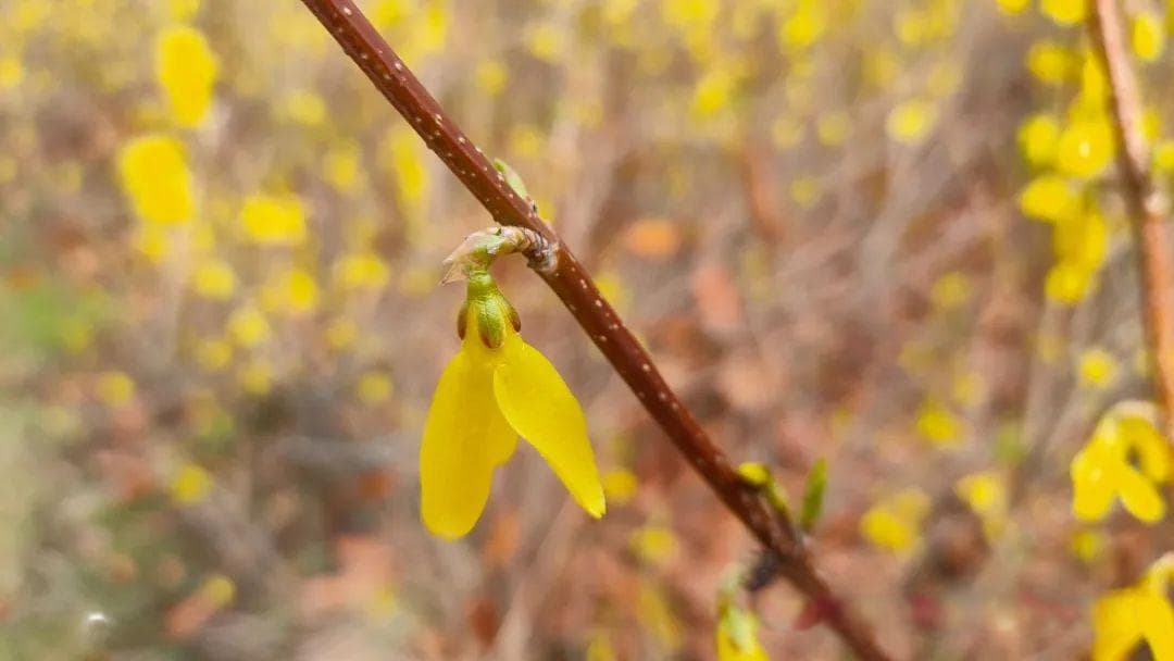 物语之中国特有物种--连翘（Forsythia suspensa）