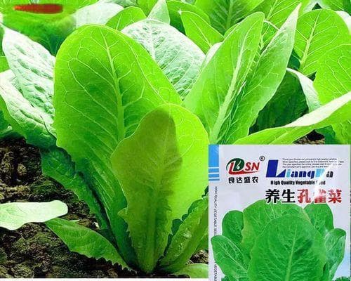 从种子到收获：生菜种植完全指南