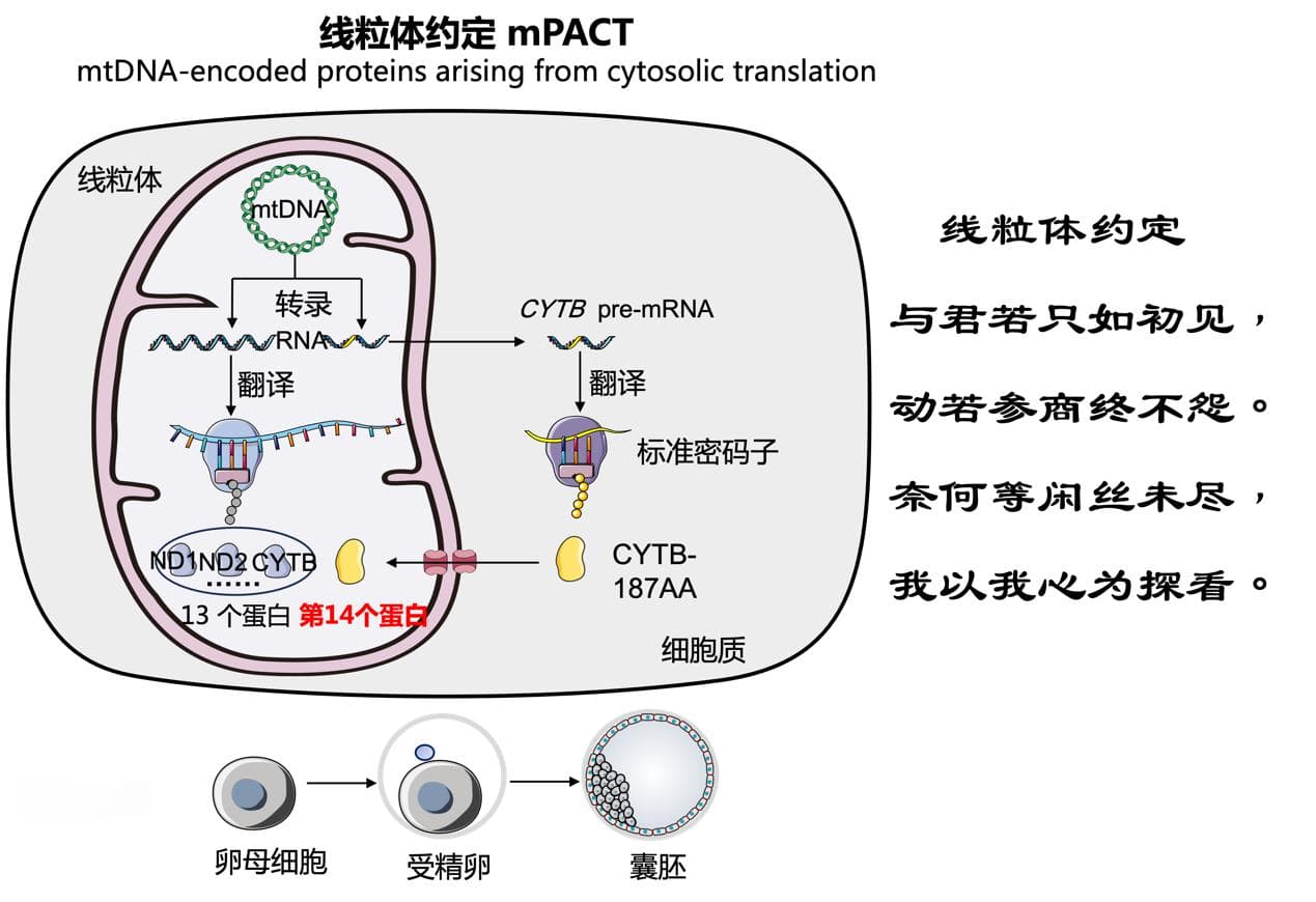 科学家首次发现线粒体基因编码第14个蛋白质