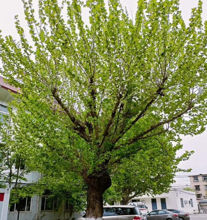 家庭种植梧桐树：从技巧到文化价值的全面指南