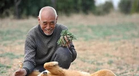 适合陪伴老人的15种犬种：从性格到护理全方位解析