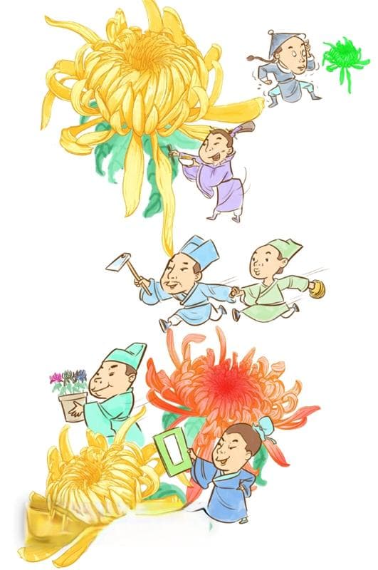 为菊花正名！它可是长寿花，自带“仙气”