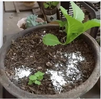 花盆土里生虫子用什么方法解决？（花盆土里有虫子怎么去除）