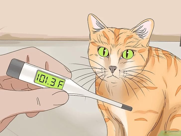 猫咪临产的明显迹象（以及该怎么做）