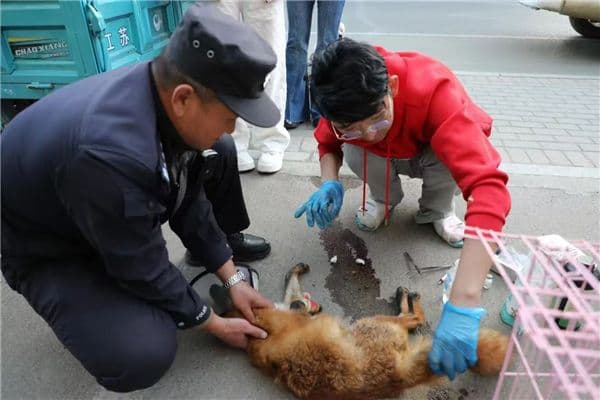 呆萌狐狸被车碾受伤，民警百里加急暖心救助