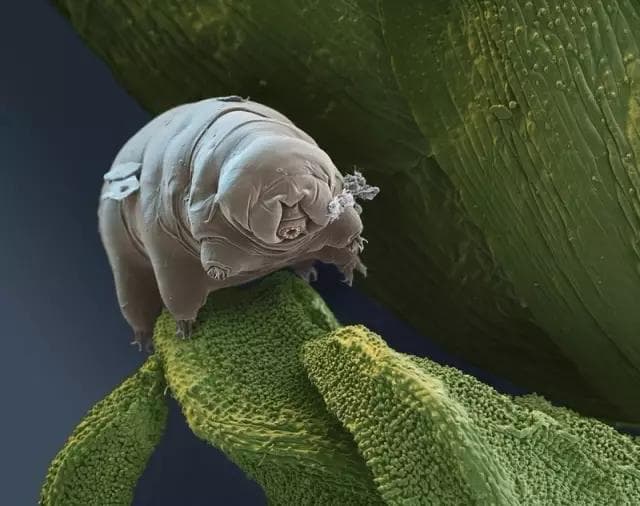 地球最强生物：“杀不死”的水熊虫是何方神圣？