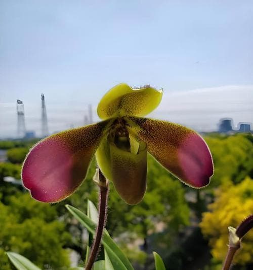 兰花种植指南（从选择、繁殖到养护，让您轻松打造兰花园）