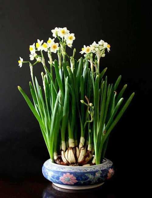 水仙花怎么描写？新手小白也能轻松驾驭的写作技巧！