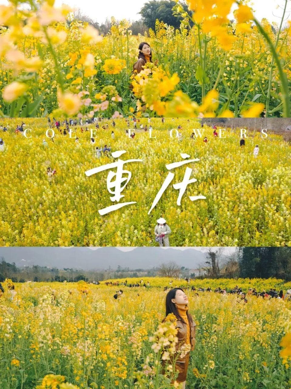重庆三板溪千亩五彩油菜花海：金黄花海中的露营天堂