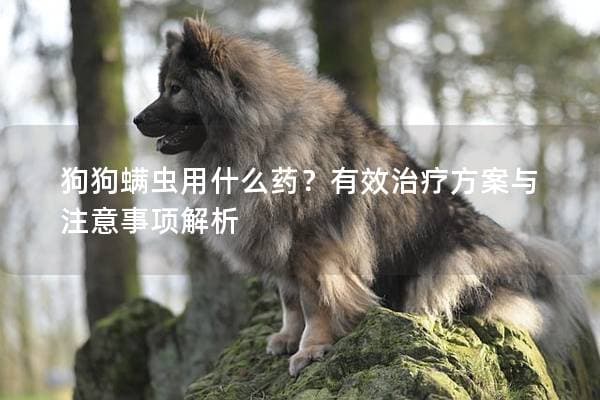 狗狗螨虫用什么药？有效治疗方案与注意事项解析