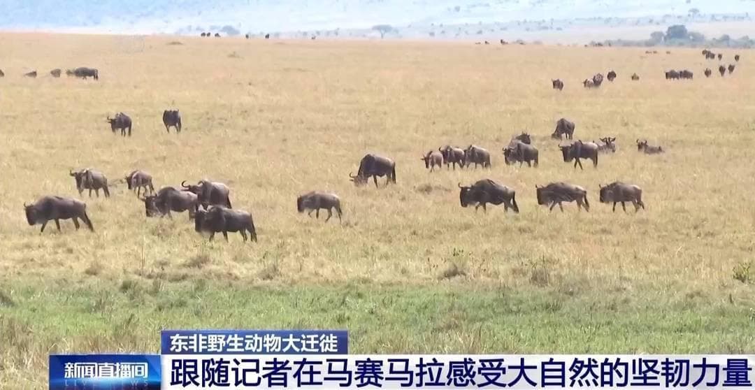东非野生动物大迁徙 角马群上演“天国之渡”