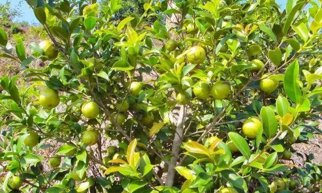 油茶树的生长环境条件与特点：适应性强、喜温湿、根系发达