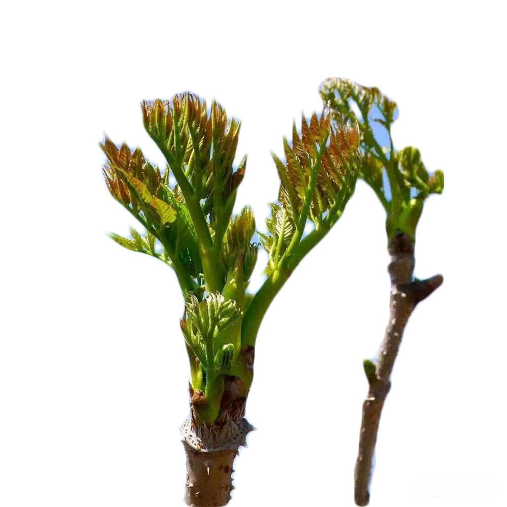 刺嫩芽怎么选？买之前要牢记这些选购要点！