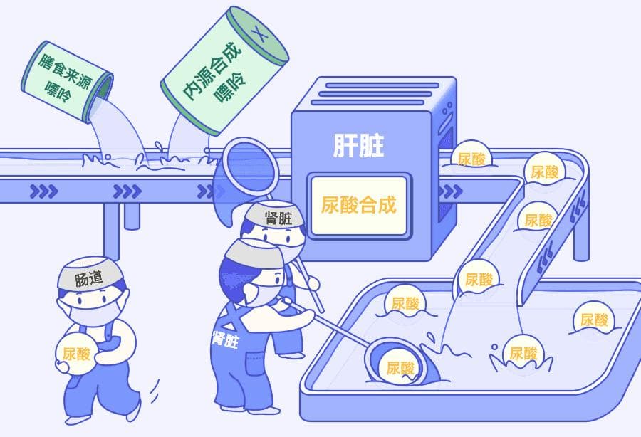 男人的尿酸，是怎么一步步失控的？（根源不是嘌呤）