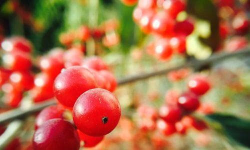 红豆的种类、特点和应用（了解红豆，掌握其营养与功效）