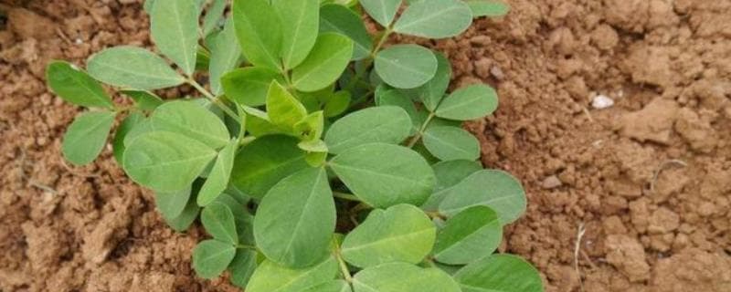 花生叶面喷肥的方法，不同肥料种类的喷施方法不同