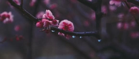 好雨知时节，雨水节气湿邪困脾，蒙塞心窍，注意防治多寐、消化不良等病症