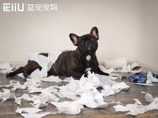 狗狗争宠行为全解析：原因、表现及解决方案