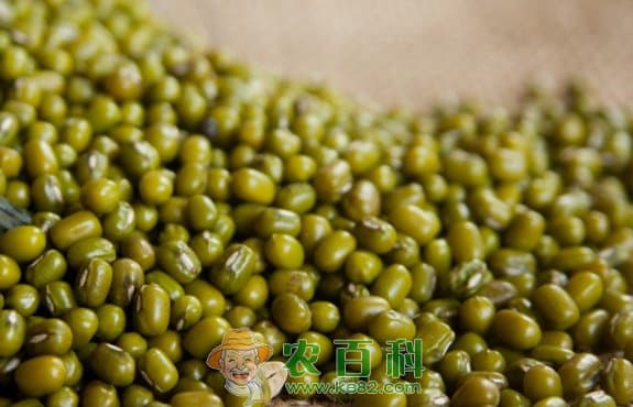 绿豆属于凉性食物吗？哪些人不宜食用？平时应该如何储藏？