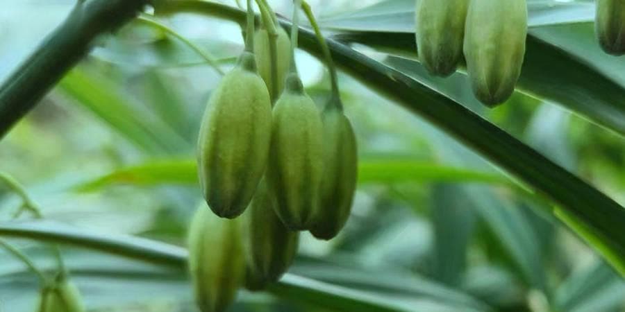 补肾明目又养生，黄精枸杞酒的家庭泡制全攻略