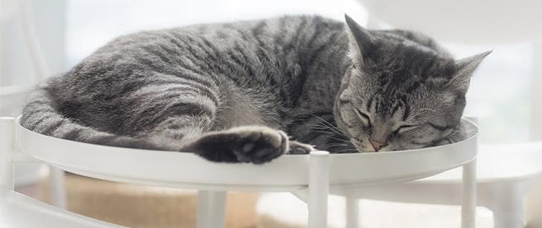 自制猫窝的方法 猫窝买什么样的比较好？