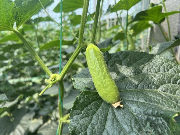 全国首款功能型黄瓜“西玲萃玉指黄瓜”在寿光惊艳亮相