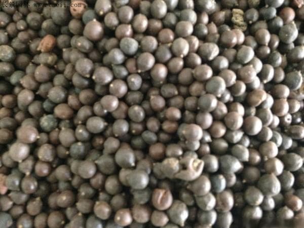 水杉树果实的药用价值及46种常用林木种子推荐