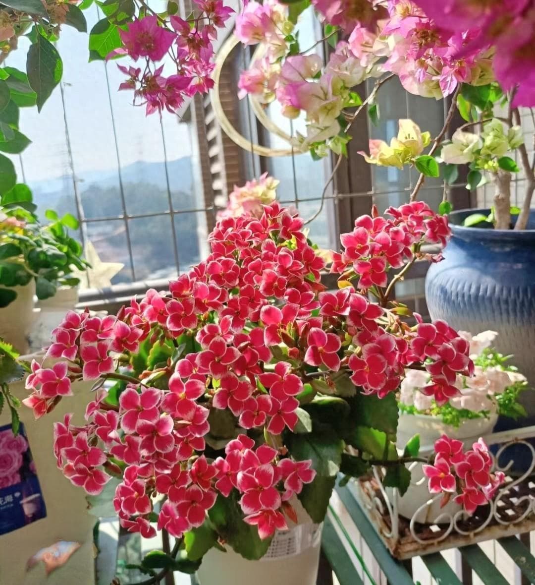 北方好养活的花推荐（适合“北方室内”养的10种花）