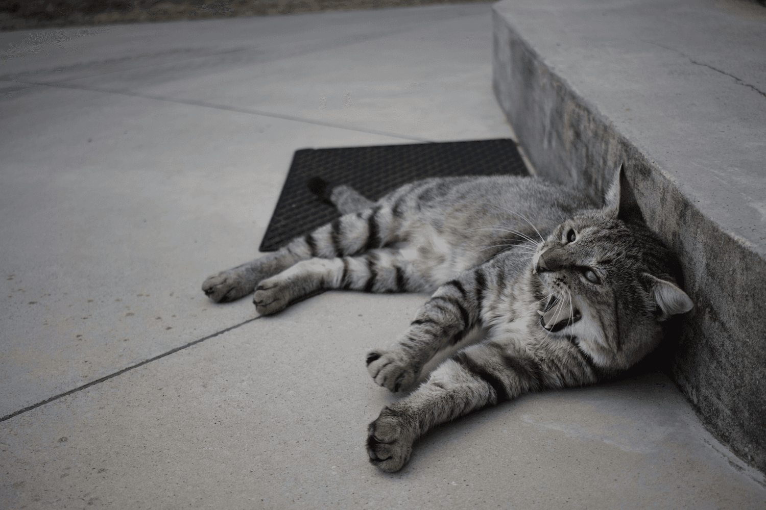 同济毒猫事件再引热议：虐猫何时休？