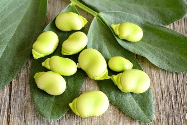 蚕豆病宝宝怎么带好