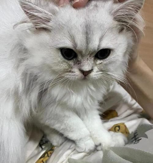 猫瘟携带的猫咪会死吗？如何预防和治疗猫瘟？