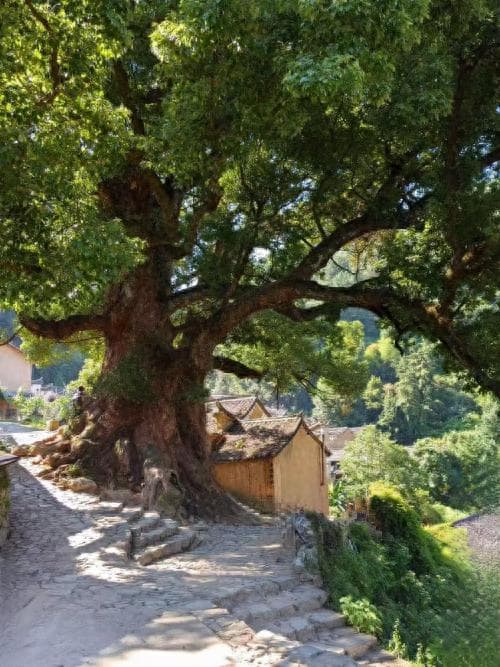 公共艺术景观成浙江松阳“艺术乡建”与文旅协同发展新引擎