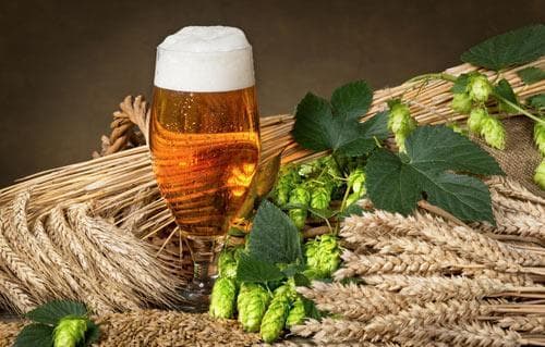 啤酒花什么时候用于啤酒生产的？啤酒花有哪些种类？