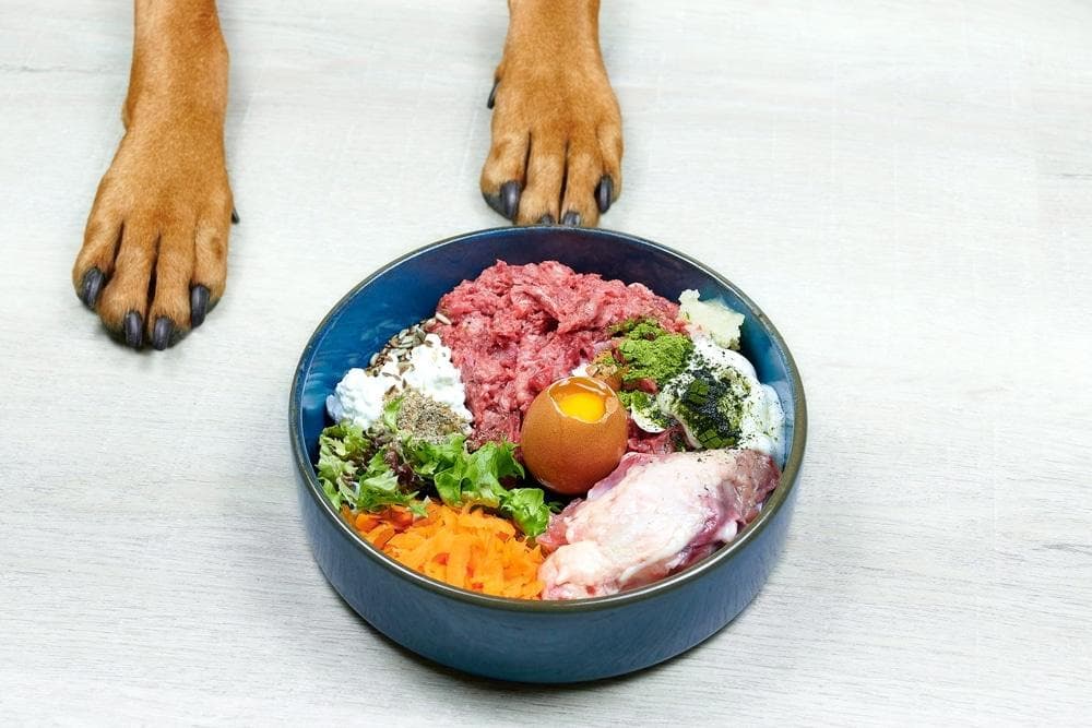狗狗食欲下降？7大原因及改善方法一文掌握