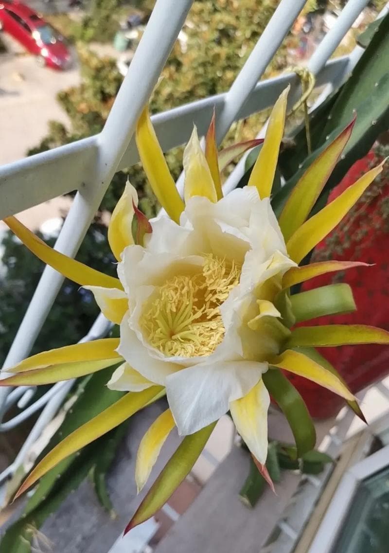 火龙果成熟期（了解火龙果成熟期的必要性）
