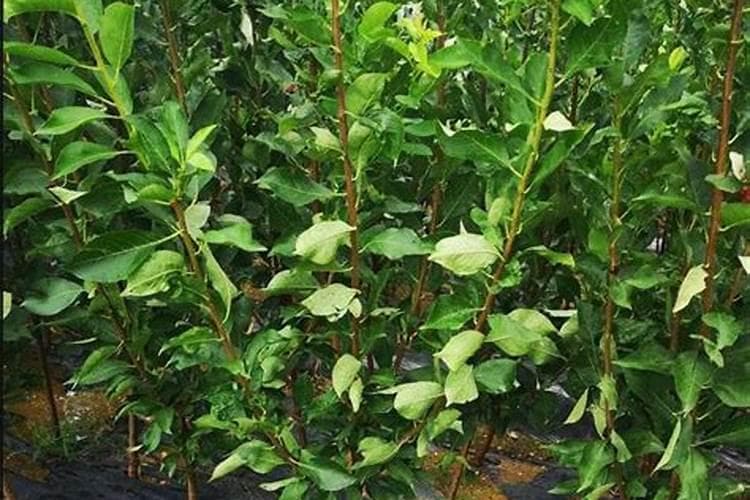 掌握关键：三华李种植技术全面解析