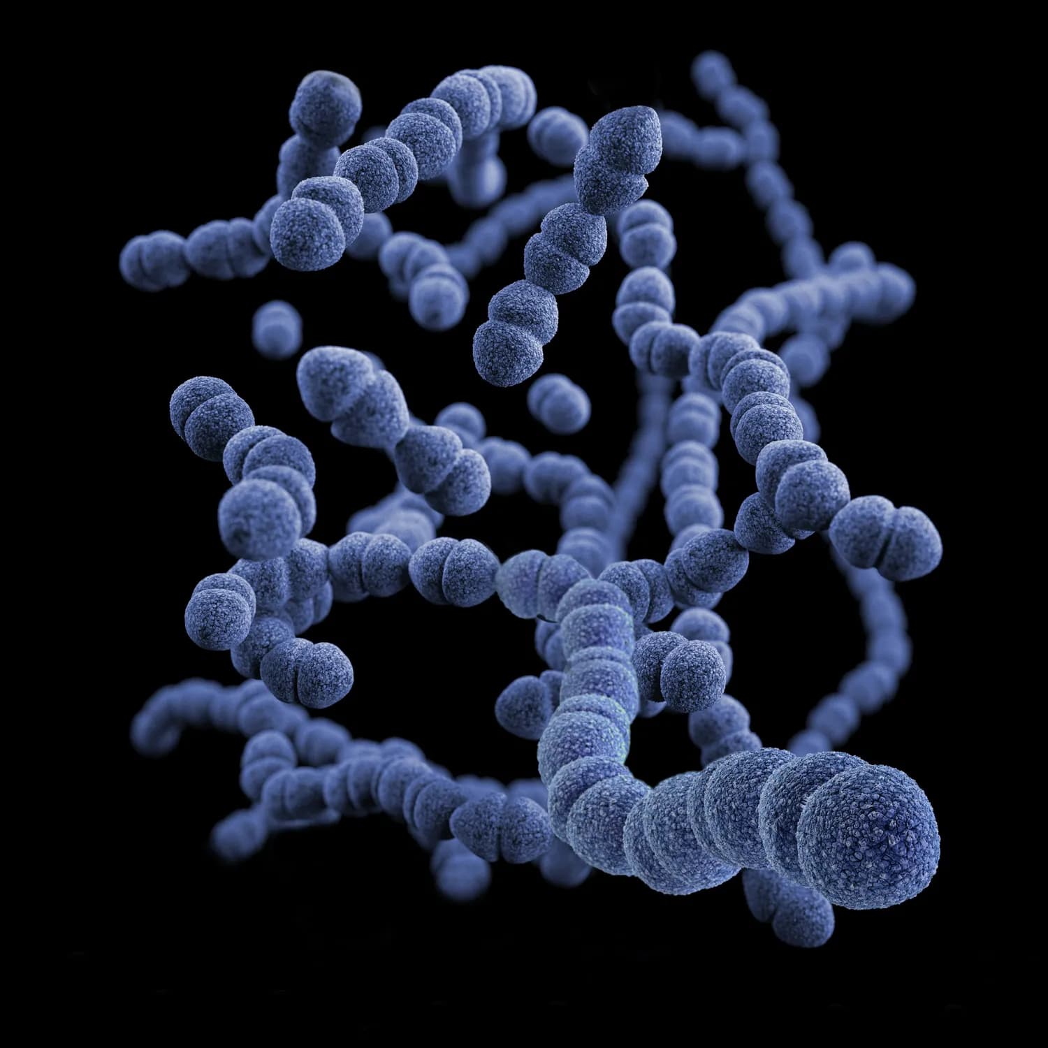 益生菌减肥新突破：从肠道菌群到科学瘦身