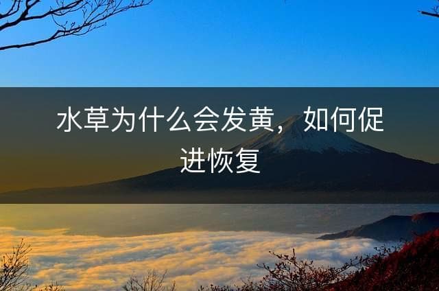 水草为什么会发黄，如何促进恢复