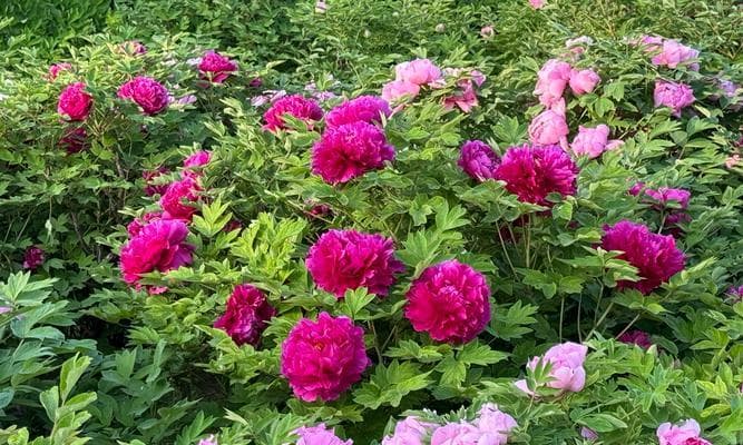 牡丹花哪种品种最受欢迎？如何挑选牡丹花品种？