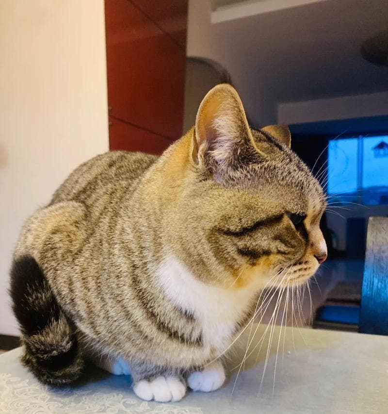 揭秘猫胡子变白的五个关键原因及其影响