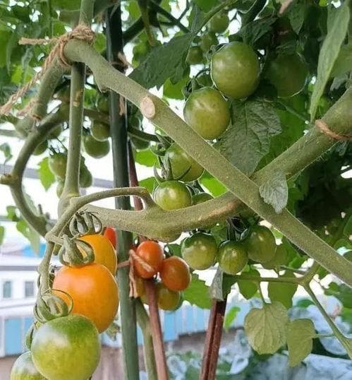 立春后多吃8种蔬菜