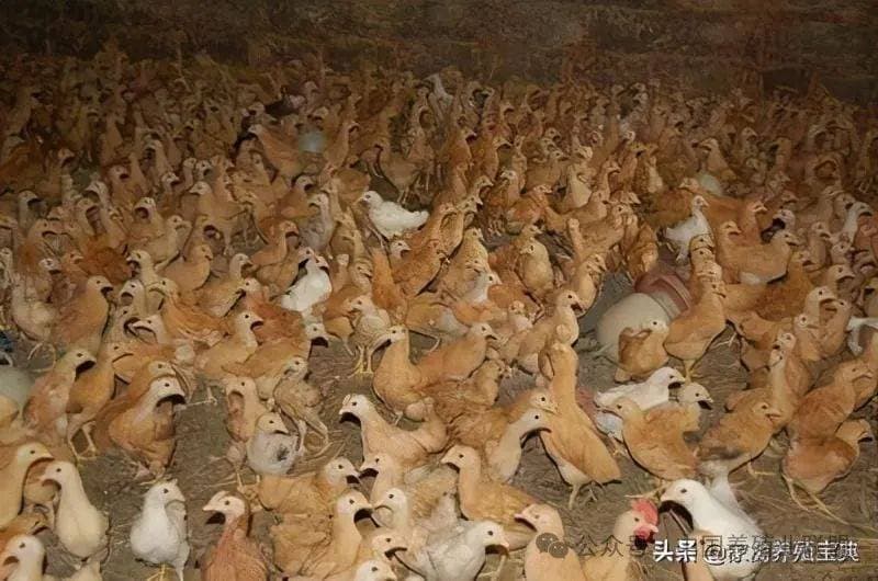 土鸡苗好养吗？怎么养？新手养殖管理很重要