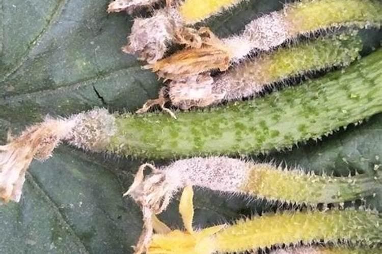 绿色守护者：黄瓜灰霉病的药剂防治指南