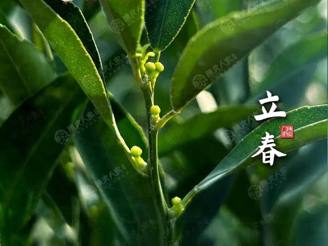 陈皮食谱：用好这些简单食疗，打响春节“保胃战”！