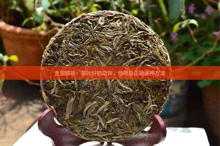 普洱茶养生：茶叶籽的功效与正确利用方法