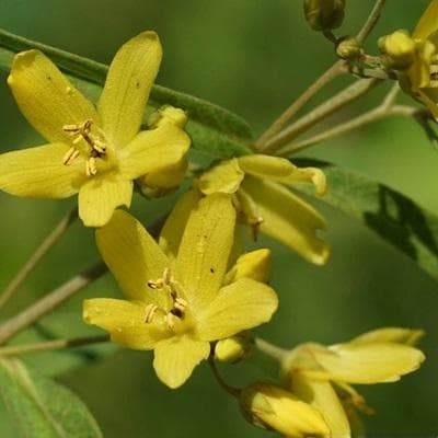 黄连花：从形态到功效的全面解析