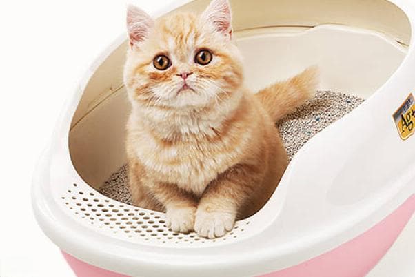 猫砂盆多久彻底清洗一次（比较好）