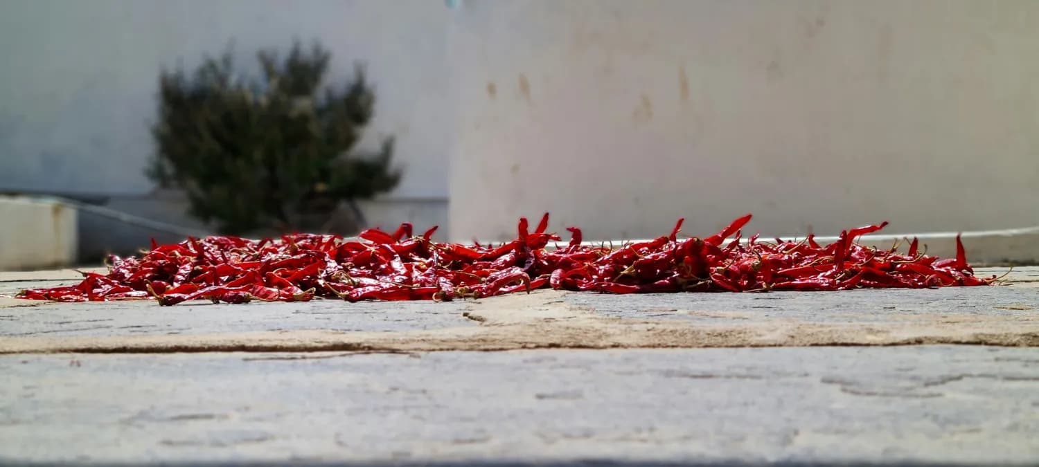 成都二荆条教你做地道干碟